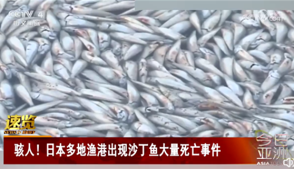 大量沙丁鱼涌入日本渔港后集体死亡：密密麻麻铺满水面 场面骇人